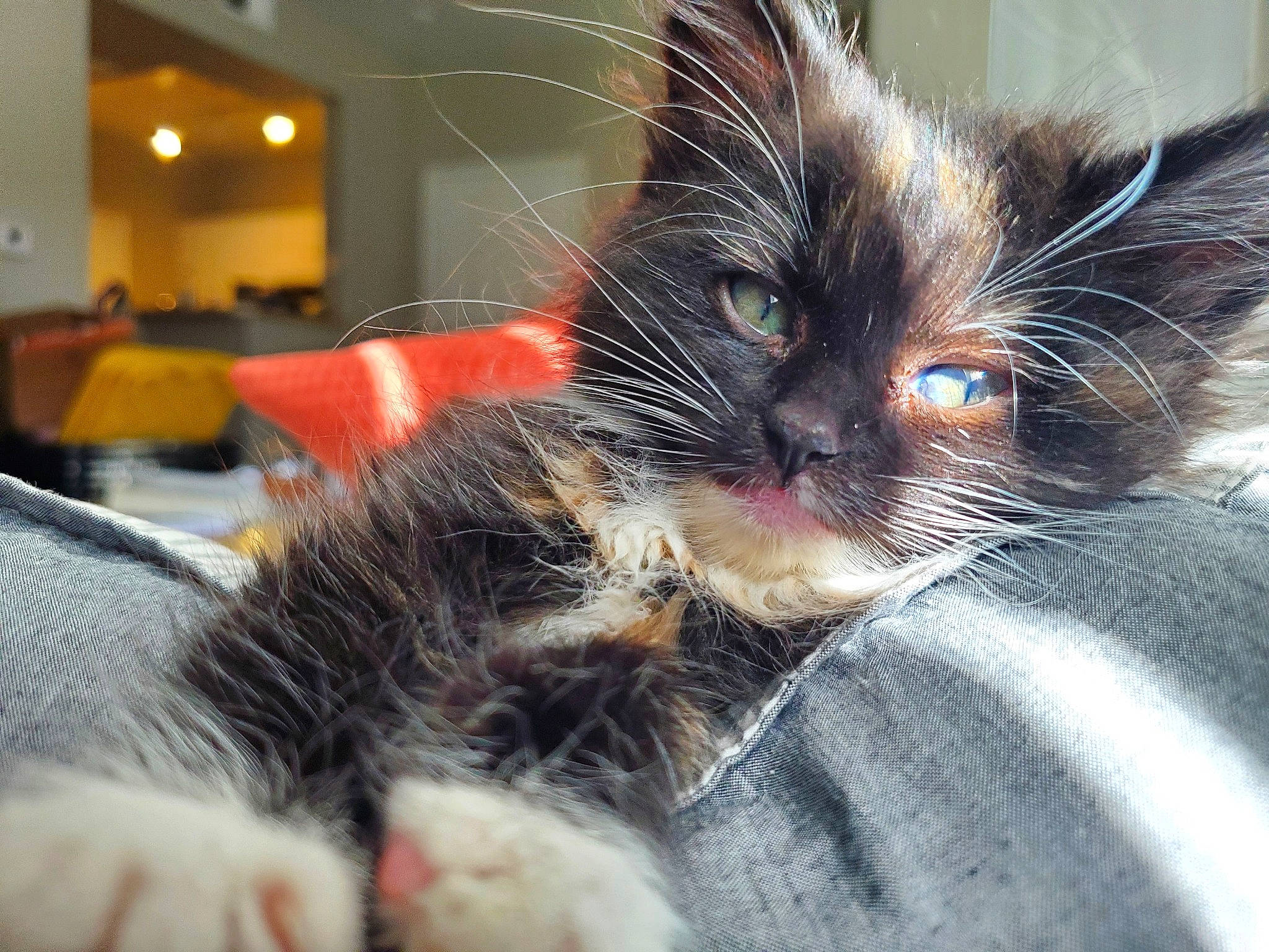 Charli joined the competition — help win amazing prizes! carnivore, cat, claw, comfort, domestic_short_haired_cat, ear, eye, felidae, foot, fur, nap, paw, small_to_medium_sized_cats, snout, tail, whiskers, window