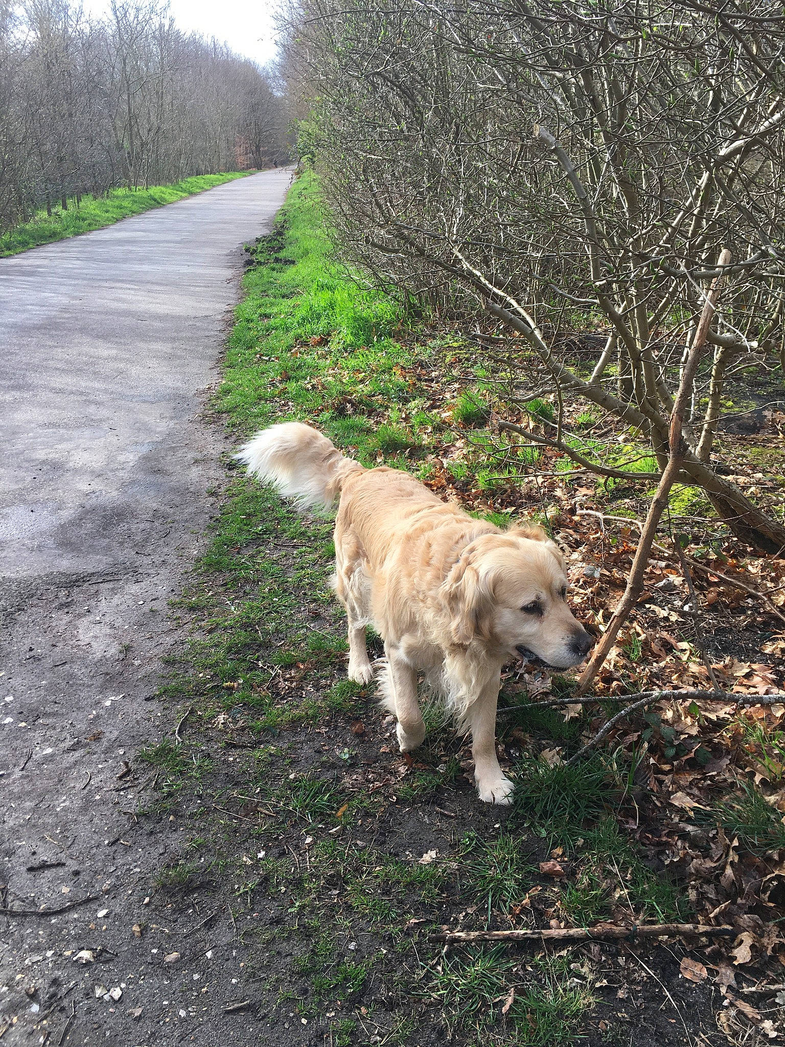 Jasko a rejoint le concours — aidez-le/la à gagner de superbes lots ! asphalt, canidae, carnivore, companion_dog, dog, dog_breed, fawn, golden_retriever, grass, gun_dog, labrador_retriever, livestock_guardian_dog, plant, retriever, road_surface, soil, sporting_group, tail, tree, working_animal
