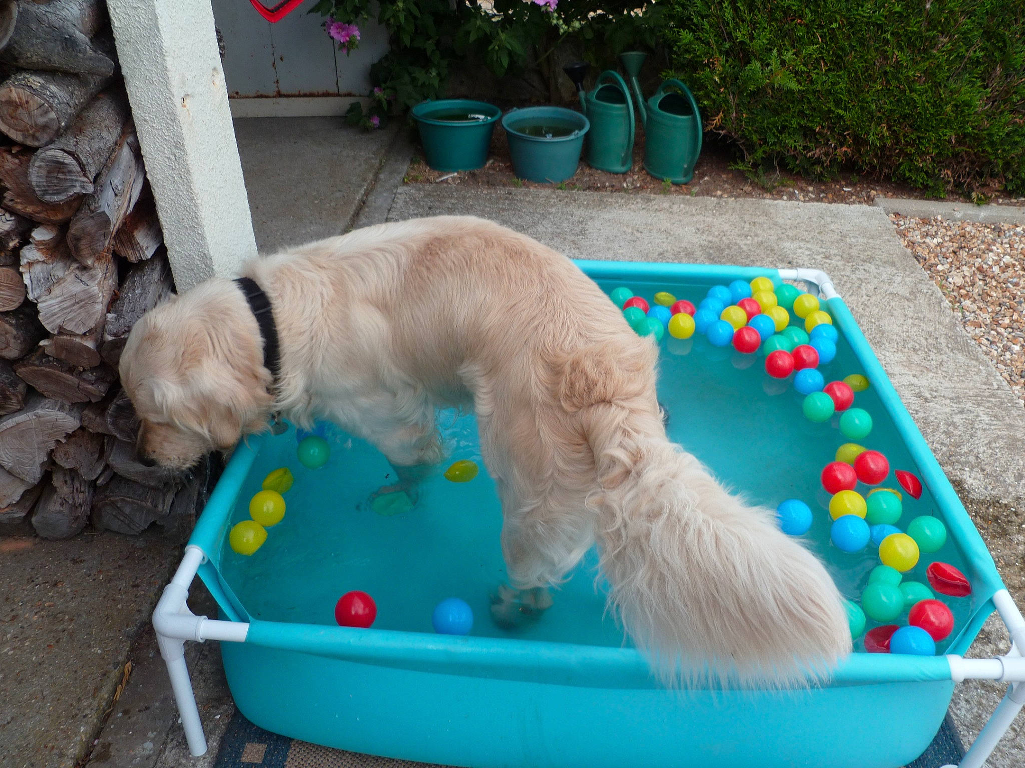 Jasko participe au concours pour gagner de l'argent avec cette photo : ball, blue, canidae, carnivore, companion_dog, dog, dog_breed, dog_supply, flowerpot, houseplant, labradoodle, leisure, pet_supply, plant, play, recreation, sporting_group, toy, toy_dog, water_dog