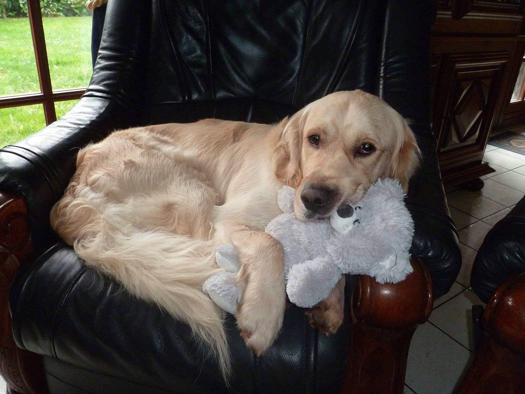 Jasko participe au concours pour gagner de l'argent avec cette photo : canidae, carnivore, chair, collar, comfort, companion_dog, couch, dog, dog_breed, dog_collar, dog_supply, fawn, flooring, fur, pet_supply, plant, retriever, sporting_group, whiskers, working_animal