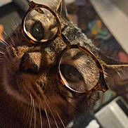 Boo joined the competition — help win amazing prizes! cat, close_up, glasses, whiskers, tabby_cat, pet, portrait, cute, eyes, nose, fur, tortoiseshell, indoor, spectacles, face, muzzle, curious, soft_lighting, eyewear, close_shot