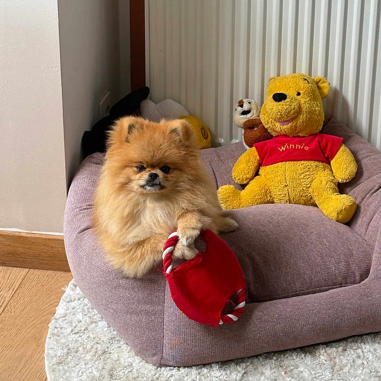 Roucky participe au concours pour gagner de l'argent avec cette photo : animal, canine, couch, dog, dogbed, furniture, pet, teddybear, toy