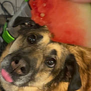 Roxi is registered to the contest to win money with this photo: begging, brown_fur, close_up, collar, dog, eyes, floor, green_handle, hand, indoor, looking_up, muzzle, nail, pet, playful, seeds, snack, tile, tongue, watermelon