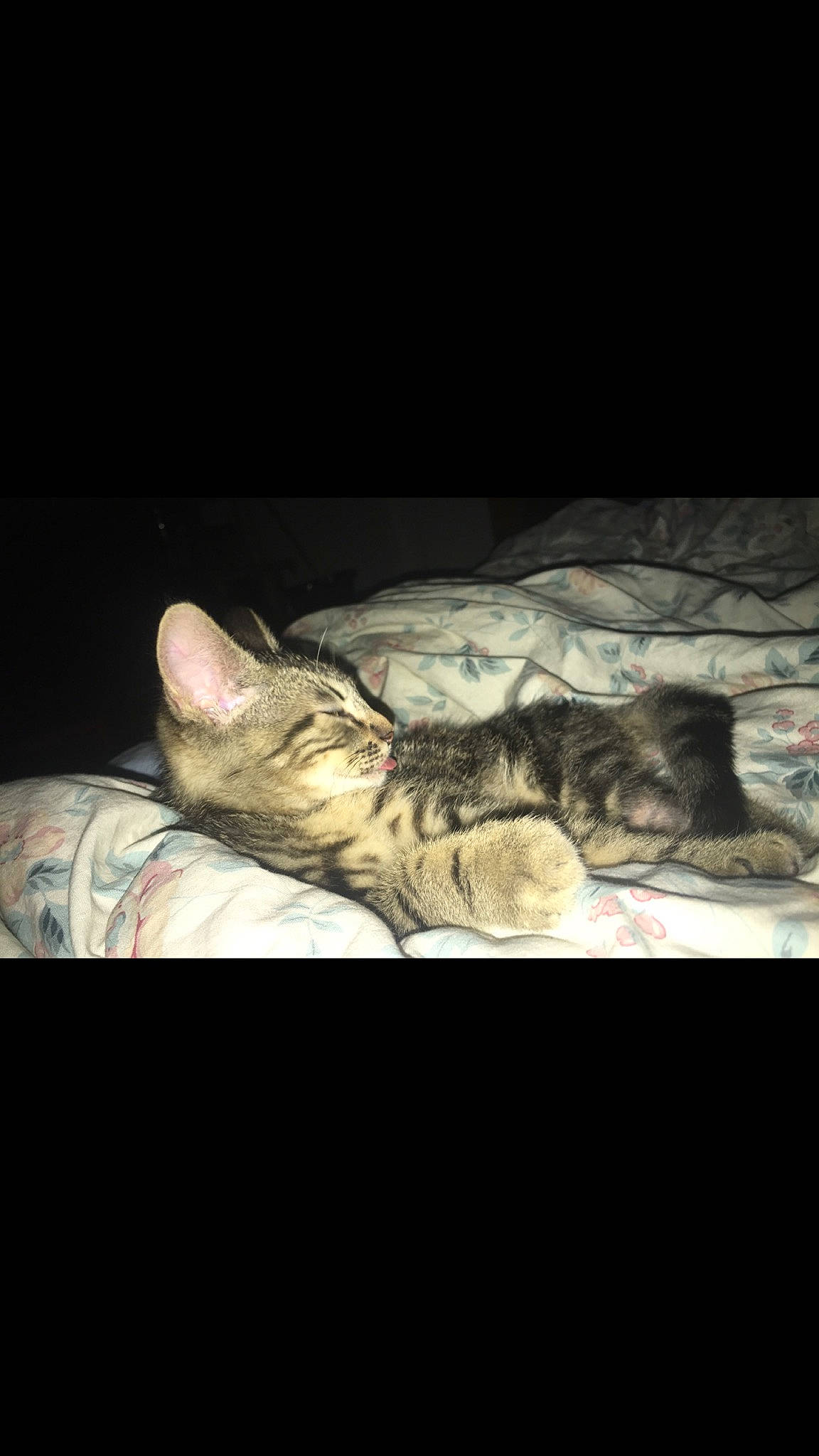 Ronron participe au concours pour gagner de l'argent avec cette photo : asian, california_spangled, carnivore, cat, darkness, domestic_short_haired_cat, dragon_li, egyptian_mau, european_shorthair, eye, felidae, kitten, nap, night, ocicat, sky, sleep, small_to_medium_sized_cats, tabby_cat, whiskers