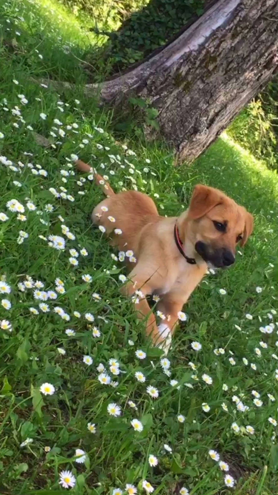 Kira a rejoint le concours — aidez-le/la à gagner de superbes lots ! black_mouth_cur, boerboel, broholmer, canidae, carnivore, companion_dog, dog, dog_breed, fawn, grass, mammal, mountain_cur, plant, plummer_terrier, portuguese_pointer, puggle, rare_breed_dog, rhodesian_ridgeback, tosa, wildflower