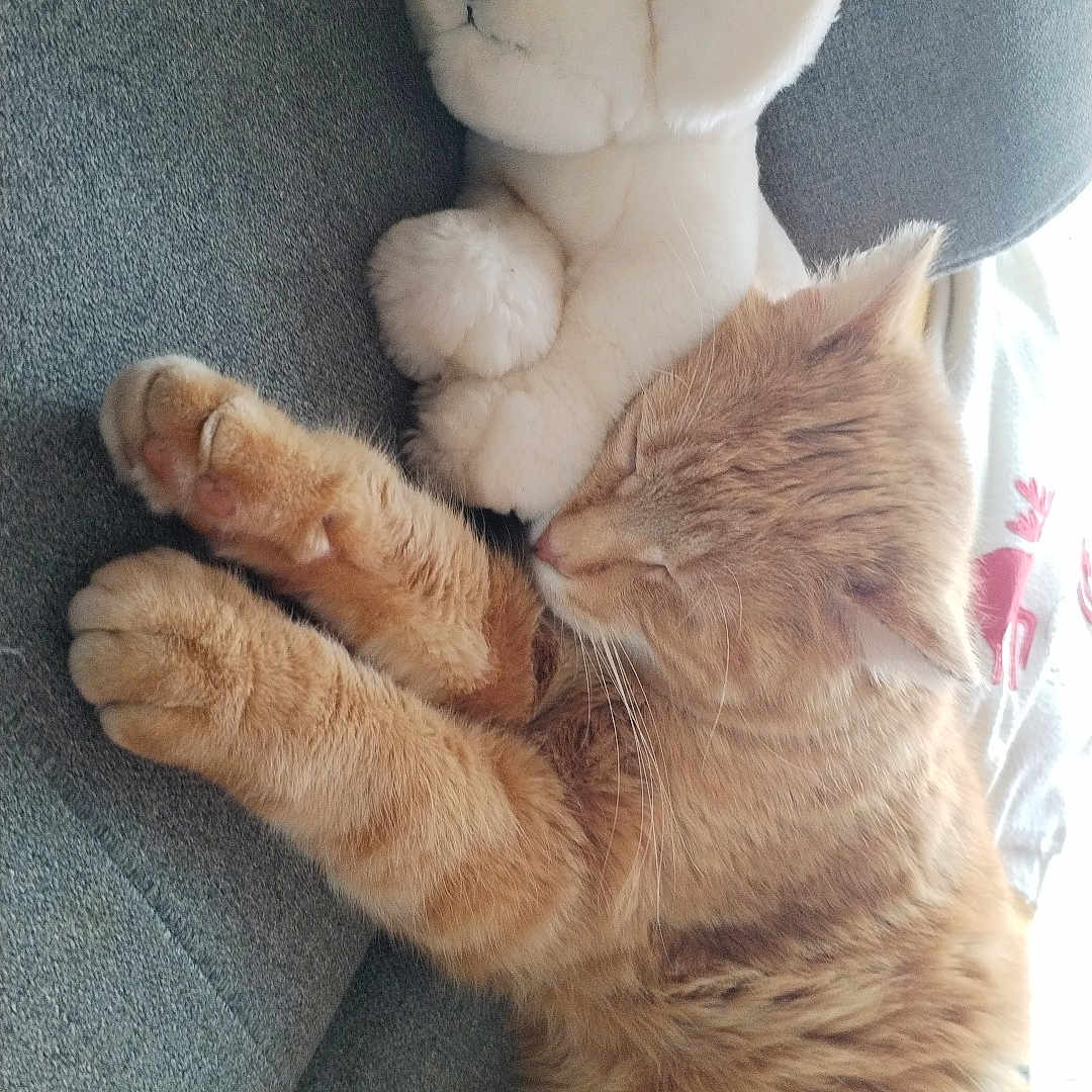 Sonic participe au concours pour gagner de l'argent avec cette photo : animal, canine, cat, chair, couch, cushion, dog, furniture, homedecor, indoors, interiordesign, kitten, manx, person, pet, plush, puppy, sleeping, teddybear, toy