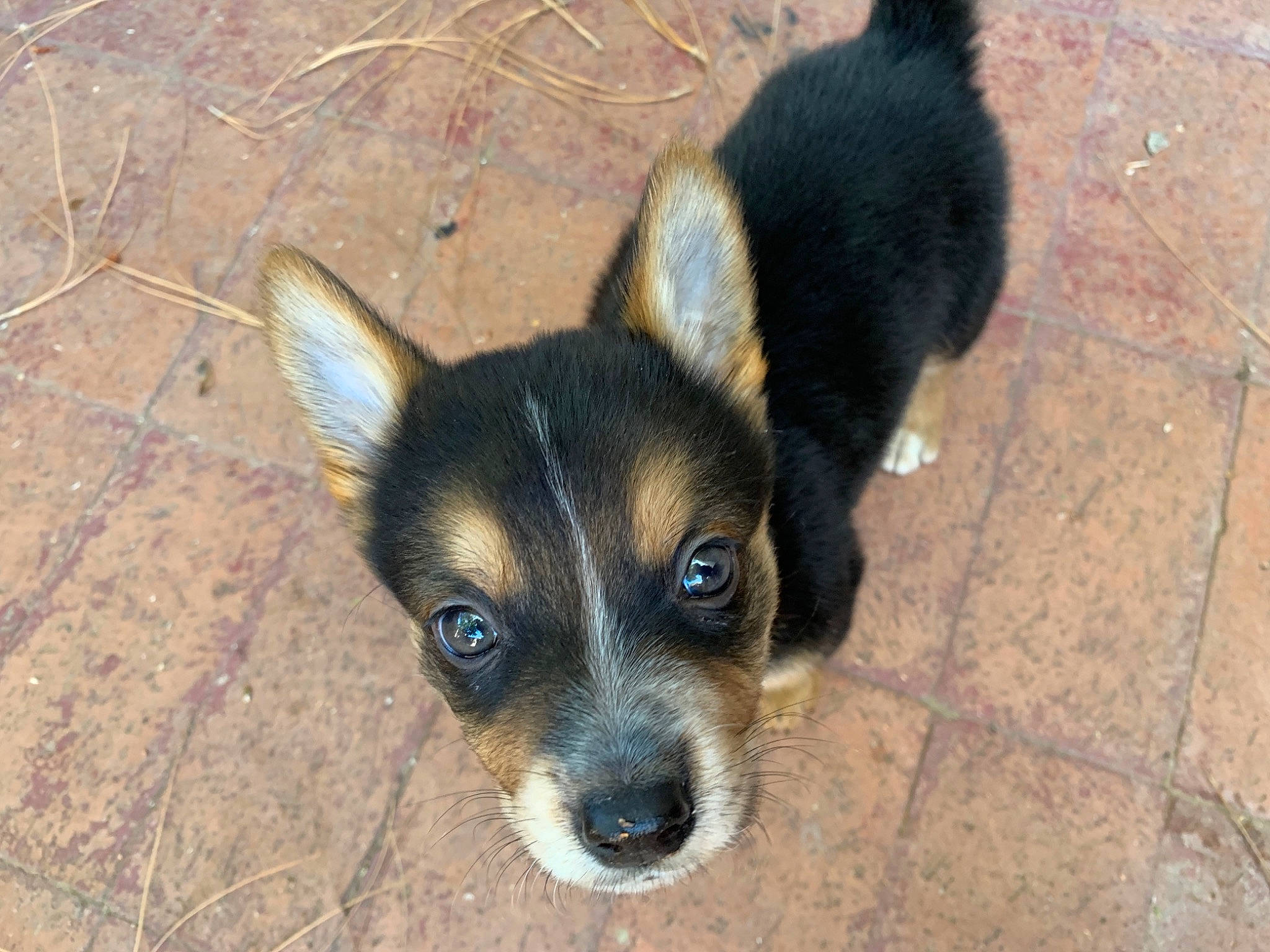 Pugsley is registered to the contest to win money with this photo: black_and_tan_terrier, canidae, carnivore, corgi_chihuahua, dog, dog_breed, ear, lancashire_heeler, mammal, nose, puppy, rare_breed_dog, skin, snout, sporting_group, street_dog, vertebrate