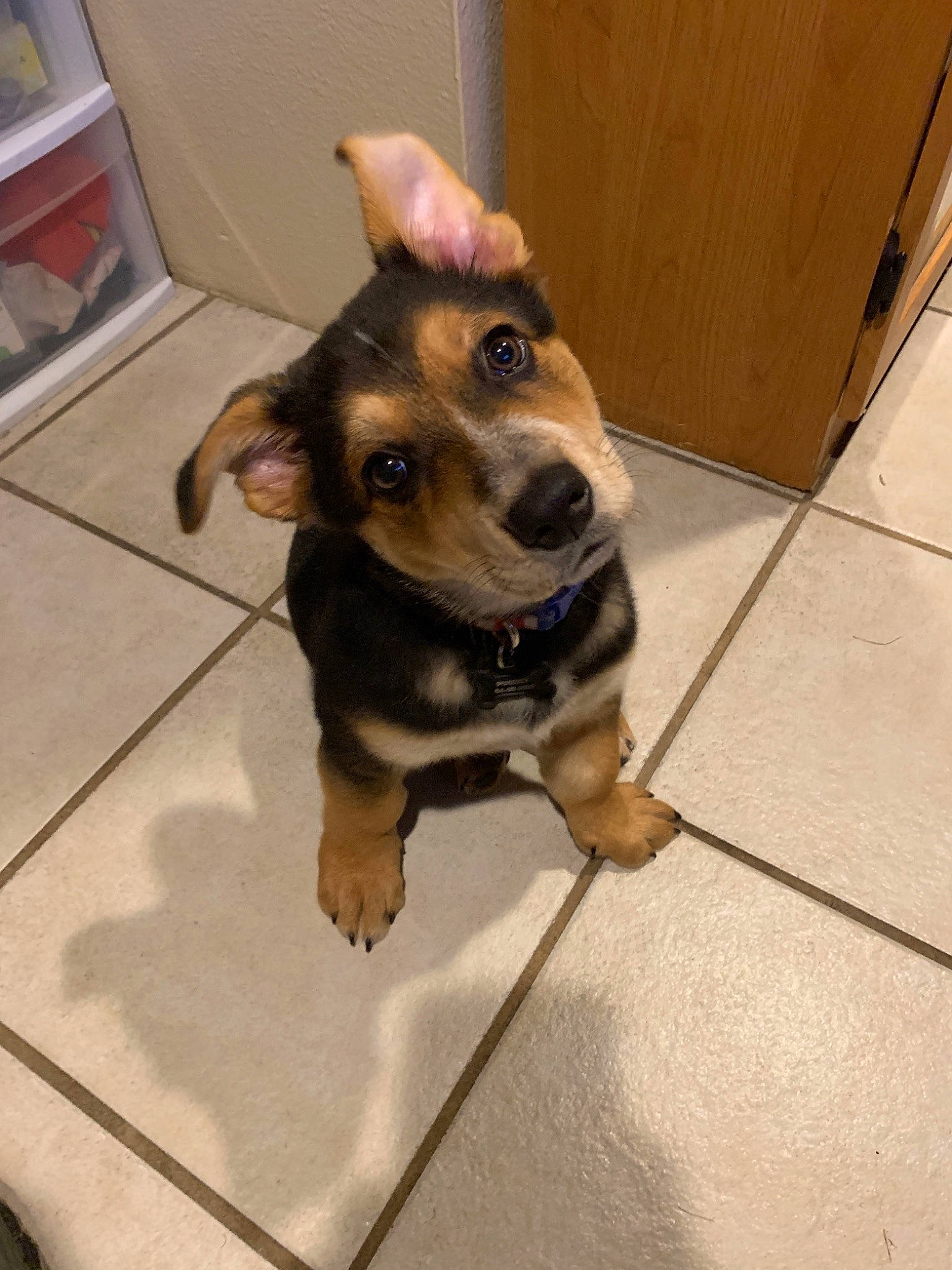 Pugsley joined the competition — help win amazing prizes! canidae, carnivore, companion_dog, dog, dog_breed, fawn, german_shepherd_dog, mammal, paw, puppy, snout, working_dog