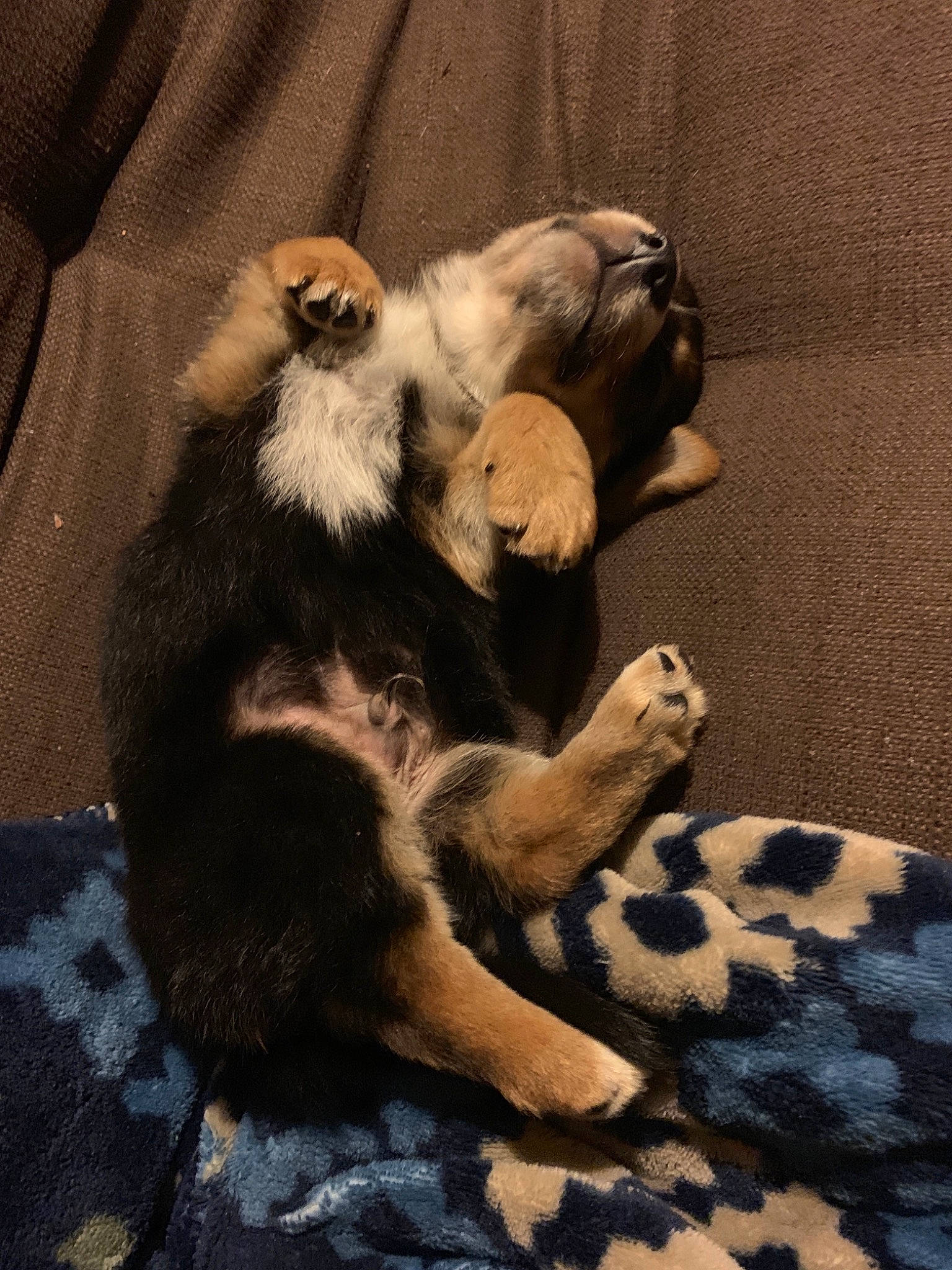 Pugsley joined the competition — help win amazing prizes! australian_shepherd, canidae, carnivore, claw, dog, dog_breed, finnish_lapphund, fur, paw, puppy, tail