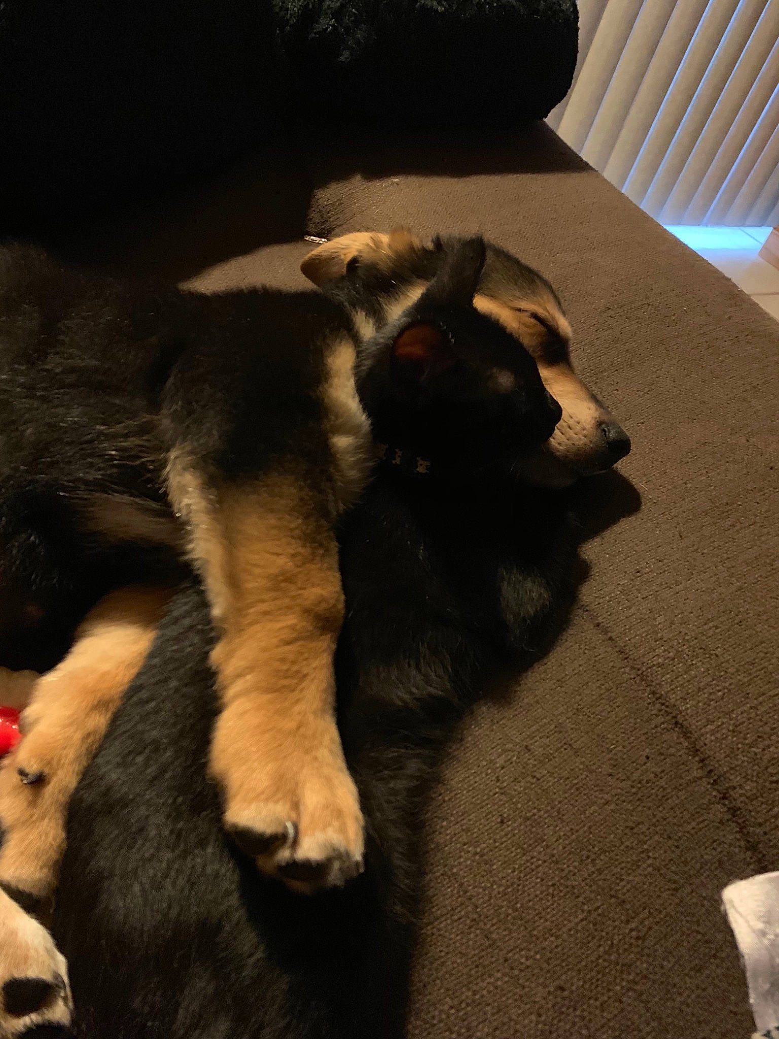 Pugsley is registered to the contest to win money with this photo: canidae, carnivore, cat, dog, dog_breed, felidae, fur, german_shepherd_dog, hovawart, paw, puppy, small_to_medium_sized_cats, tail