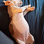puppy, dog, sleeping, bed, blue_bedspread, relaxed, cute, lying_down, white_fur, brown_spots, pet, animal, domestic_animal, young_dog, resting, cozy, indoor, close_up, side_view, soft_light