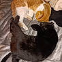 cat, cats, sleeping, resting, pet, feline, black_cat, ginger_cat, white, fur, cozy, blanket, indoor, cute, animal, companion, relaxation, soft, domestic, two