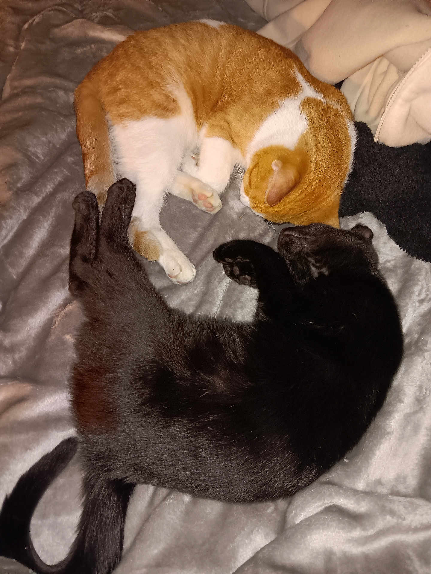 Craig And Rahlo joined the competition — help win amazing prizes! cat, cats, sleeping, resting, pet, feline, black_cat, ginger_cat, white, fur, cozy, blanket, indoor, cute, animal, companion, relaxation, soft, domestic, two