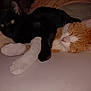 Craig And Rahlo is registered to the contest to win money with this photo: cat, black_cat, orange_cat, sleeping, snuggling, pets, animal, feline, cozy, cute, domestic_animal, whiskers, fur, resting, companion, indoor, closeup, paw, cute_animals, relaxing