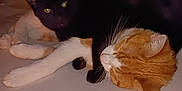 Craig And Rahlo is registered to the contest to win money with this photo: cat, black_cat, orange_cat, pet, sleeping, snuggling, fur, whiskers, indoor, cozy, animal, cute, companionship, resting, friendship, mammal, two_animals, domestic_cat, close_up, relaxing
