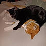 Craig And Rahlo joined the competition — help win amazing prizes! cat, black_cat, orange_cat, cuddling, sleeping, bed, blanket, fur, pets, domestic_animal, resting, indoor, cozy, animal, cute, companionship, relaxation, whiskers, paw, feline