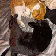 Princess is registered to the contest to win money with this photo: cat, cats, sleeping, resting, pet, feline, black_cat, ginger_cat, white, fur, cozy, blanket, indoor, cute, animal, companion, relaxation, soft, domestic, two