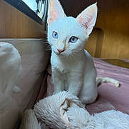 Simba a rejoint le concours — aidez-le/la à gagner de superbes lots ! bedroom, blanket, blue_eyes, cat, close_up, cushion, cute, indoors, kitten, large_ears, pet, pink_bedding, plush_toy, portrait, sitting, stuffed_animal, whiskers, white_fur, window, wooden_wall