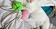 Simba a rejoint le concours — aidez-le/la à gagner de superbes lots ! animal, bed, bedding, blanket, cat, cat_toy, cushion, feline, fur, green_toy, indoor, kitten, lying_down, pet, pink_nose, pink_paw_pads, pink_toy, raised_paw, sleeping, white_cat