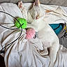 animal, bed, bedding, blanket, cat, cat_toy, cushion, feline, fur, green_toy, indoor, kitten, lying_down, pet, pink_nose, pink_paw_pads, pink_toy, raised_paw, sleeping, white_cat
