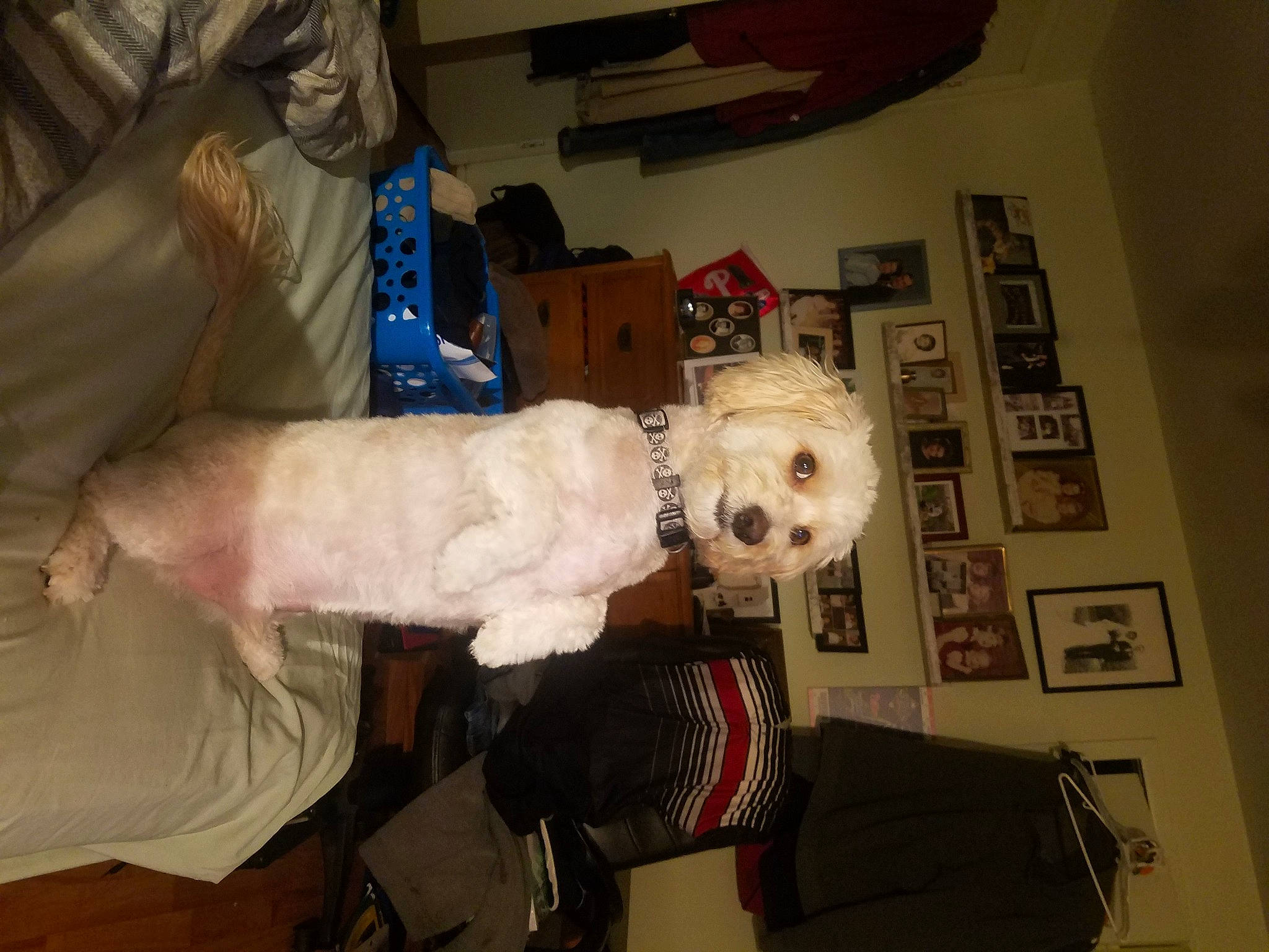 Jaycee joined the competition — help win amazing prizes! bag, canidae, comfort, companion_dog, costume, dog, dog_breed, fur, helmet, luggage_and_bags, personal_protective_equipment, picture_frame, room, sporting_group