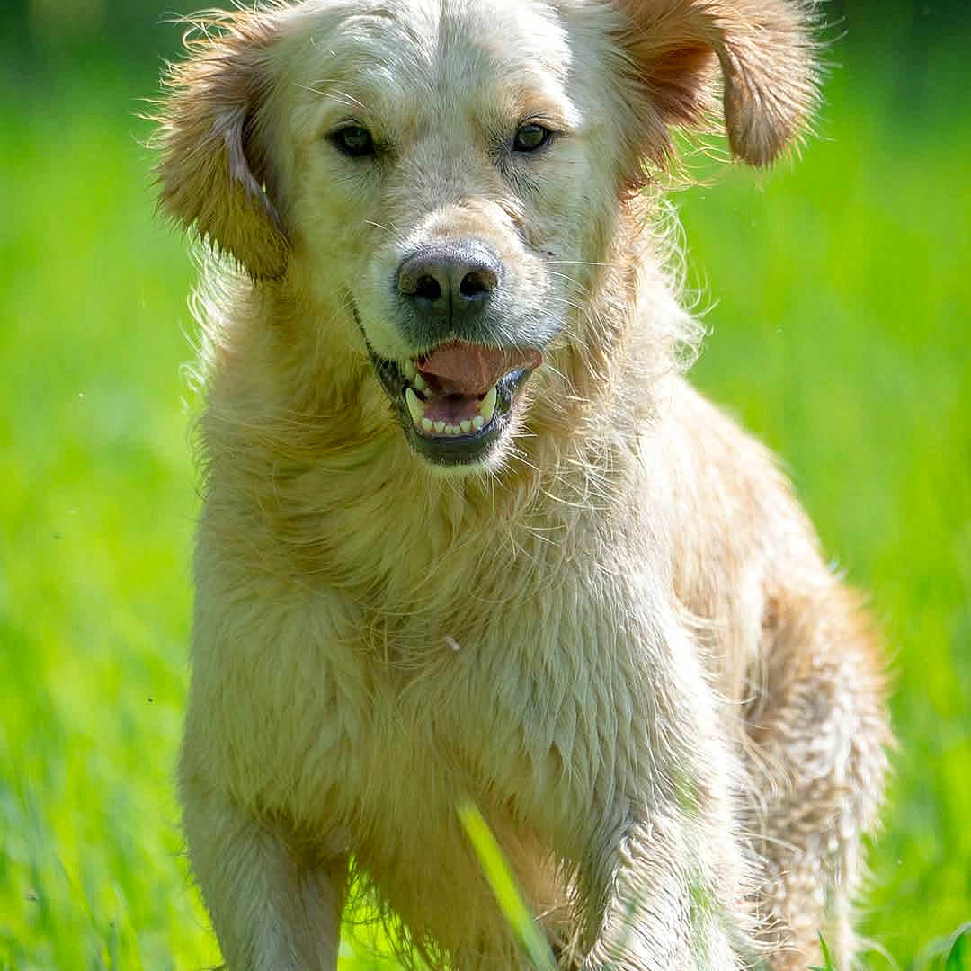 Ulias a rejoint le concours — aidez-le/la à gagner de superbes lots ! animal, canine, daytime, dog, ears_flapping, field, fur, golden_retriever, grass, greenery, happy, mammal, nature, outdoor, pet, playful, running, summer, sunlight, tongue_out