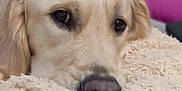Ulias a rejoint le concours — aidez-le/la à gagner de superbes lots ! animal, blanket, blurred_background, canine, close_up, comfort, cozy, cute, dog, fur, golden_retriever, home, indoor, lying_down, muzzle, nostrils, pet, relaxation, resting, soft