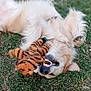Ulias participe au concours pour gagner de l'argent avec cette photo : animal, canine, cute, dog, domestic_animal, fur, golden_retriever, grass, happy, lying_down, mouth, nature, outdoor, pet, play, playful, plush_toy, smile, teeth, toy