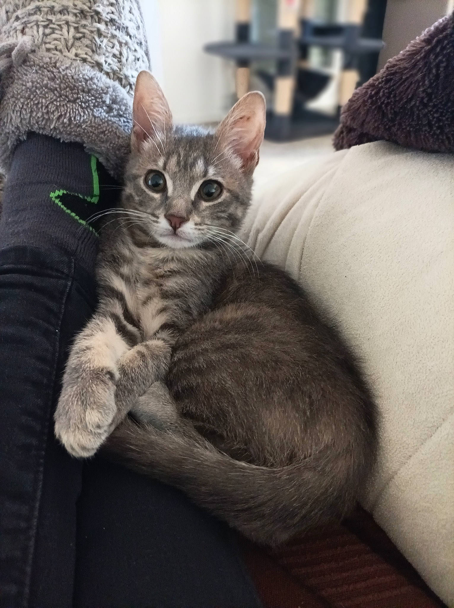 Nala a rejoint le concours — aidez-le/la à gagner de superbes lots ! carnivore, cat, claw, comfort, couch, domestic_short_haired_cat, ear, felidae, fur, grey, linens, paw, room, sitting, small_to_medium_sized_cats, snout, tail, whiskers, window