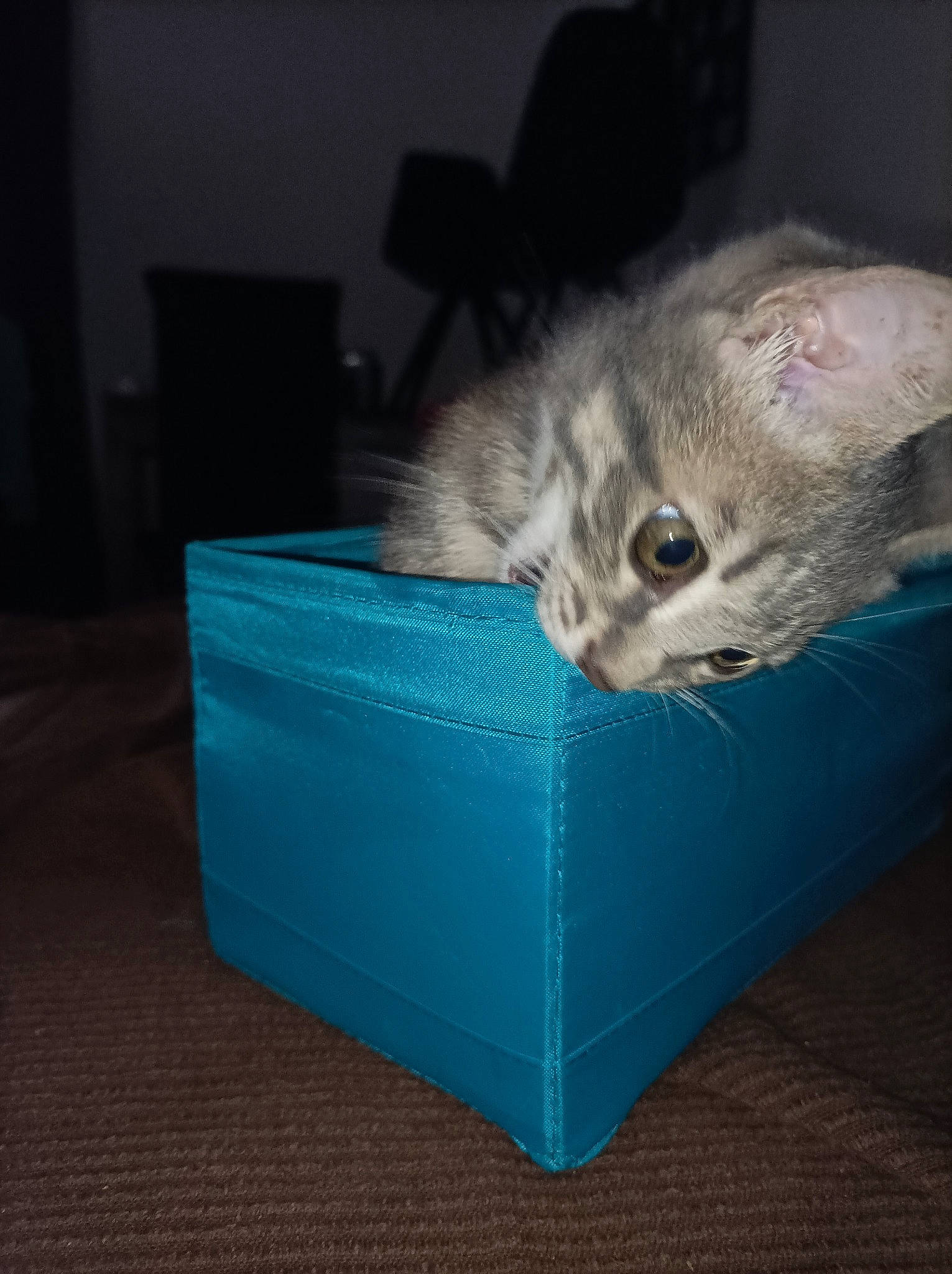 Nala participe au concours pour gagner de l'argent avec cette photo : box, carnivore, cat, claw, comfort, couch, domestic_short_haired_cat, electric_blue, felidae, fur, hardwood, paw, rectangle, small_to_medium_sized_cats, tail, whiskers