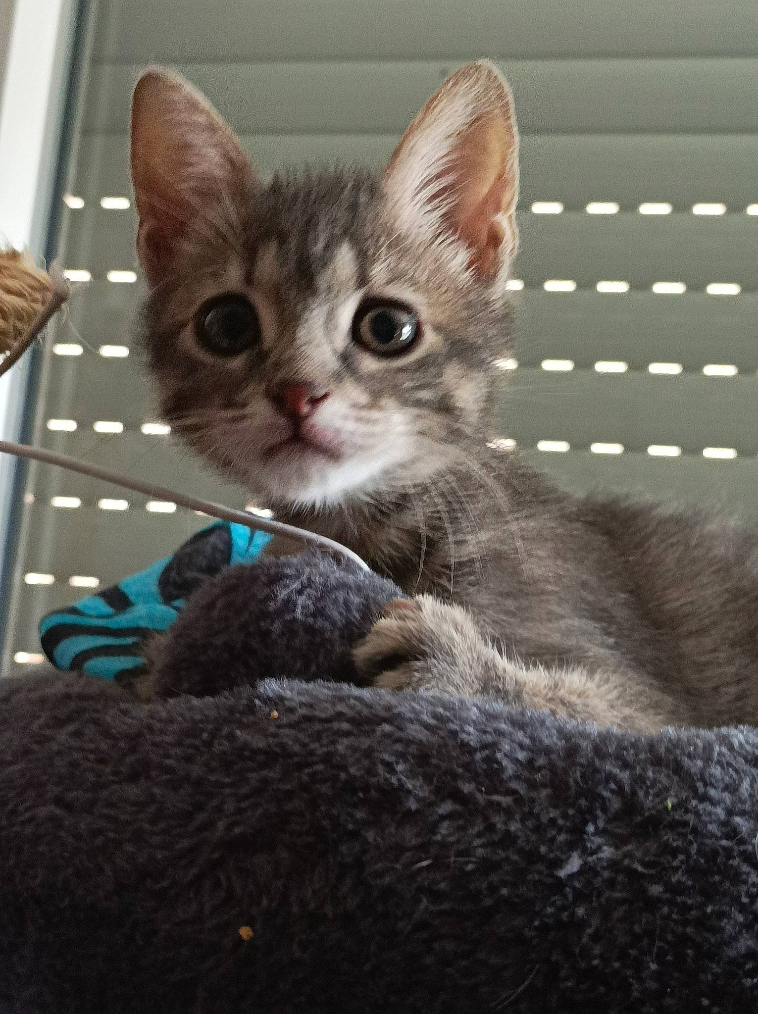 Nala participe au concours pour gagner de l'argent avec cette photo : box, carnivore, cat, cat_supply, claw, comfort, domestic_short_haired_cat, felidae, fur, grey, paw, sitting, small_to_medium_sized_cats, snout, tail, terrestrial_animal, whiskers