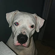 Ulysse participe au concours pour gagner de l'argent avec cette photo : american_bulldog, bulldog, bully_kutta, canidae, carnivore, cordoba_fighting_dog, dog, dog_breed, dogo_argentino, dogo_guatemalteco, ear, mammal, molosser, non_sporting_group, nose, pit_bull, rare_breed_dog, snout, valley_bulldog, vertebrate