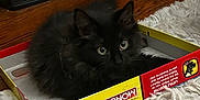 Salem joined the competition — help win amazing prizes! animal, black_cat, board_game, carpet, cozy, curious, cute, domestic, floor, fluffy, furniture, game_box, home, indoor, kitten, monopoly_junior_box, pet, playful, toy, young_cat