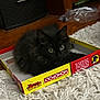 black_cat, kitten, monopoly_junior_box, game_box, carpet, indoor, floor, furniture, curious, pet, animal, fluffy, cute, playful, toy, board_game, home, domestic, young_cat, cozy
