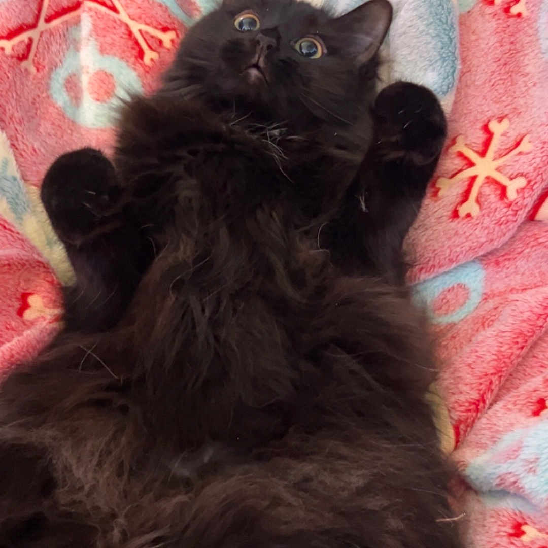 Salem joined the competition — help win amazing prizes! animal, bedroom, black_cat, blanket, cat, cozy, cute, domestic_cat, feline, fluffy, fur, indoor, lying_down, patterned_blanket, paws, pet, relaxed, soft, wide_eyes, wooden_furniture
