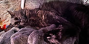Salem is registered to the contest to win money with this photo: cat, black_cat, sleeping, furry, paw, blanket, cozy, indoor, resting, pet, fur, soft_texture, closeup, animal, cute, relaxation, domestic_cat, whiskers, nap, comfort