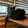 cat, black_cat, indoor, table, wooden_table, window, blinds, pet, feline, animal, curious, golden_eyes, relaxed, resting, fur, close_up, domestic_cat, cozy, daylight, warm_lighting