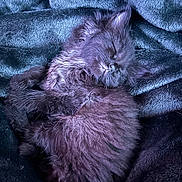 Salem is registered to the contest to win money with this photo: kitten, cat, sleeping, fluffy, black_cat, pet, animal, cozy, blanket, soft, fur, cute, resting, indoors, relaxation, domestic_animal, small_animal, whiskers, peaceful, nap