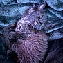 kitten, cat, sleeping, fluffy, black_cat, pet, animal, cozy, blanket, soft, fur, cute, resting, indoors, relaxation, domestic_animal, small_animal, whiskers, peaceful, nap