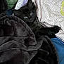 Salem joined the competition — help win amazing prizes! kitten, black_cat, blanket, pillow, quilt, cozy, pet, cute, fur, indoor, sleepy, resting, soft_texture, animal, domestic, small, young, comfortable, snuggled, relaxed