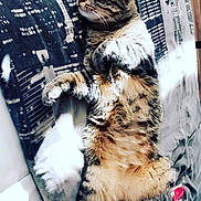 Cacahuète participe au concours pour gagner de l'argent avec cette photo : carnivoran, cat, cat_like_mammal, fur, mammal, small_to_medium_sized_cats, snout, whiskers