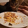 Cacahuète participe au concours pour gagner de l'argent avec cette photo : cat, cat_like_mammal, cuisine, dish, european_food, food, italian_food, meal, small_to_medium_sized_cats