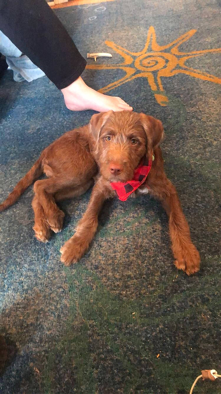 Heart joined the competition — help win amazing prizes! canidae, carnivore, companion_dog, dog, dog_breed, fawn, hunting_dog, liver, mammal, pudelpointer, rare_breed_dog, sporting_group, vertebrate, vizsla, wirehaired_vizsla