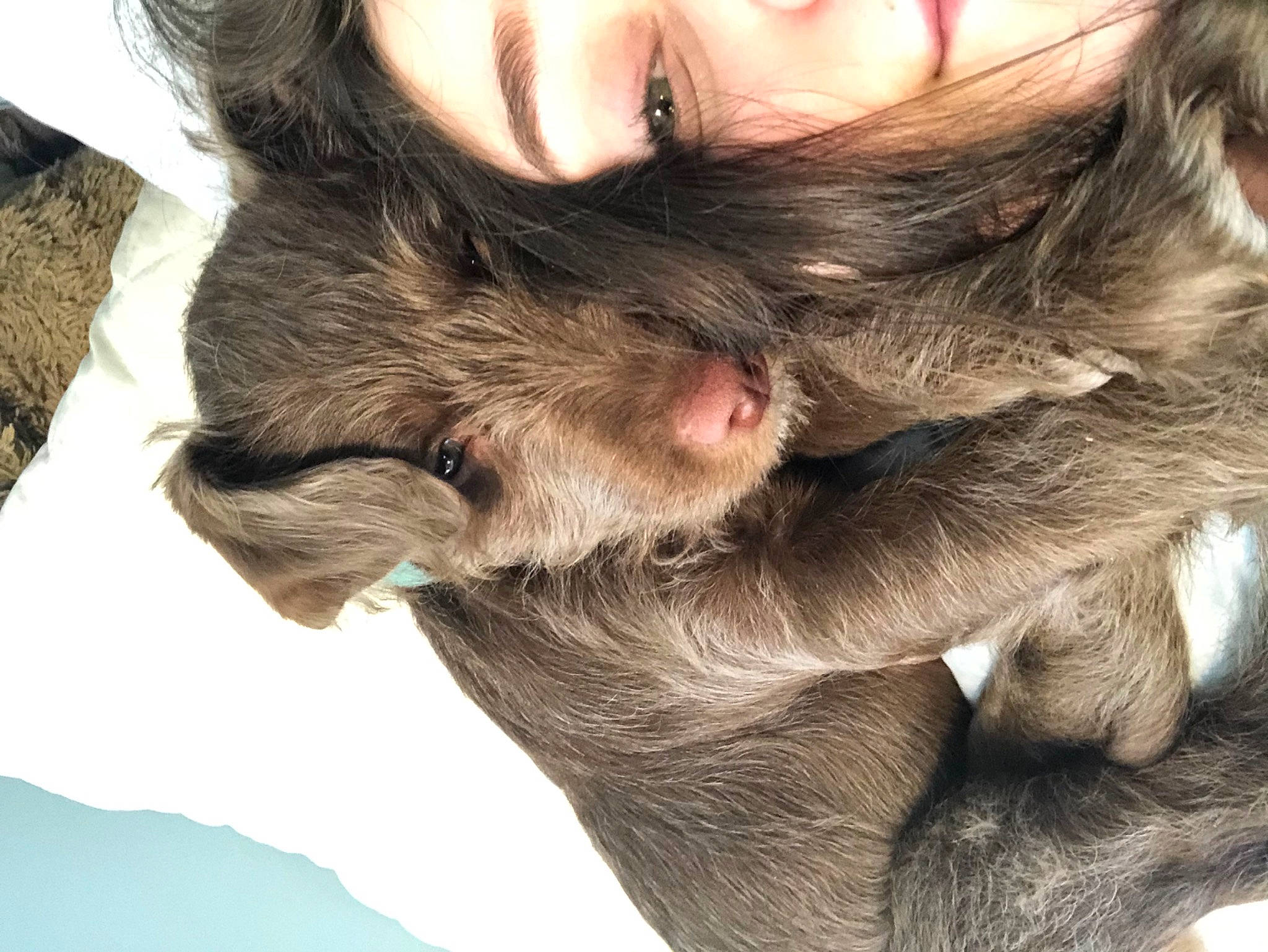 Heart is registered to the contest to win money with this photo: beard, canidae, carnivore, dog, dog_breed, ear, eye, facial_hair, fur, hair, miniature_schnauzer, nose, puppy, puppy_love, schnauzer, schnoodle, selfie, skin, snout, sporting_group