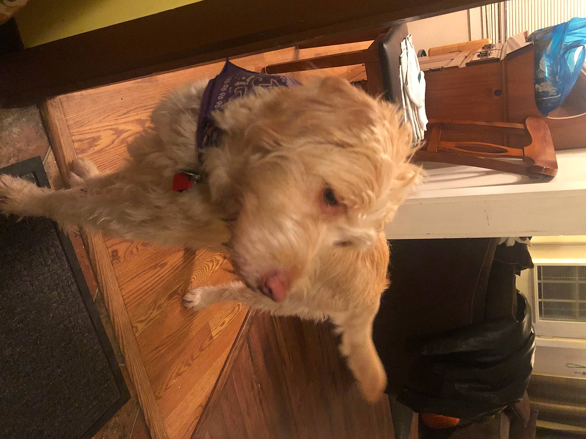 Lucy joined the competition — help win amazing prizes! cairn_terrier, canidae, carnivore, dog, dog_breed, fawn, fox_terrier, glen_of_imaal_terrier, irish_soft_coated_wheaten_terrier, mammal, scottish_terrier, small_terrier, snout, terrier, west_highland_white_terrier