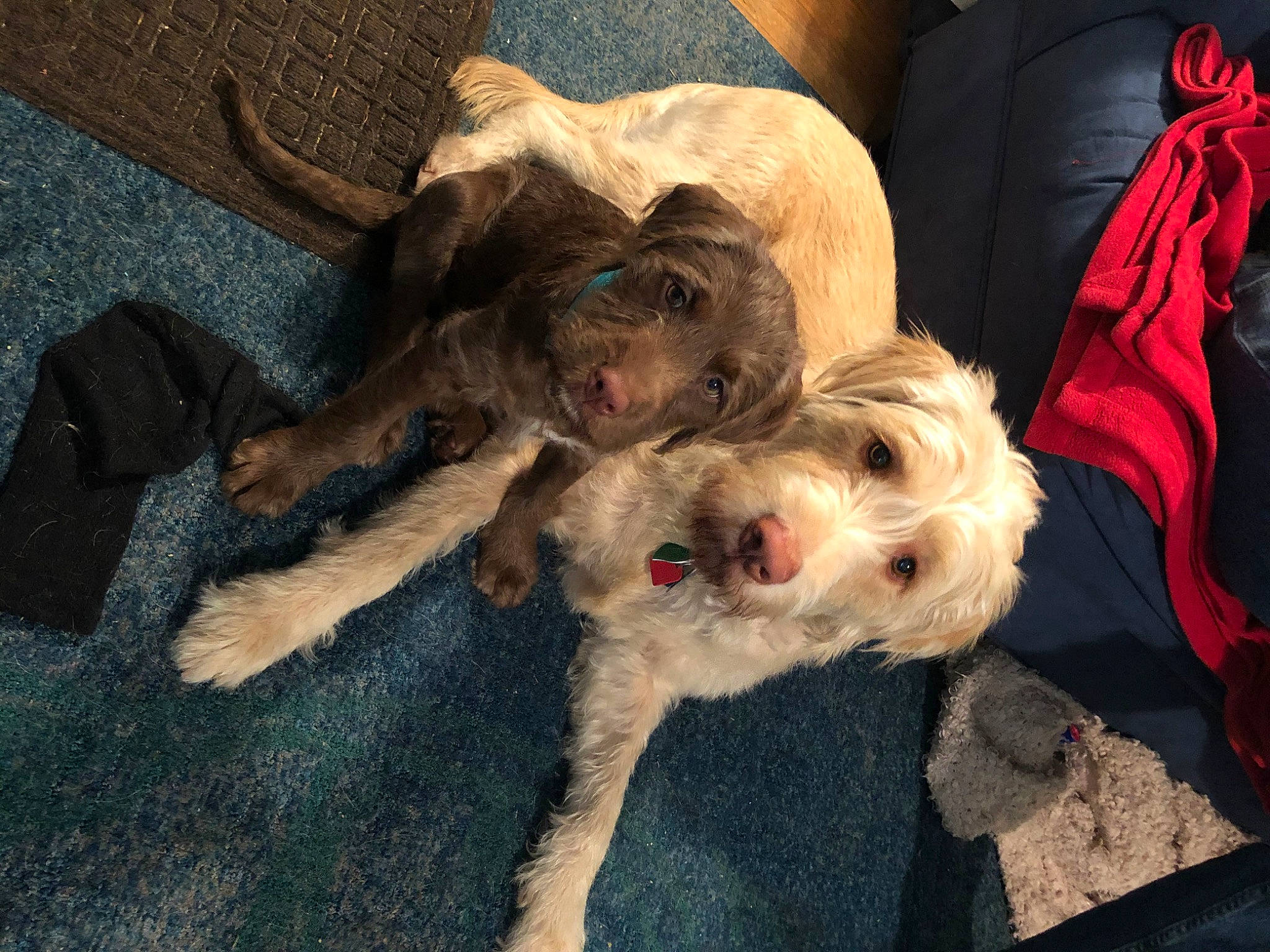 Lucy joined the competition — help win amazing prizes! border_terrier, canidae, carnivore, dog, dog_breed, fawn, puppy, puppy_love, schnoodle, sporting_group