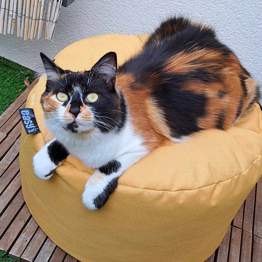 Stella