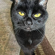 Buhba is registered to the contest to win money with this photo: black_cat, cat, yellow_eyes, curious, indoor, pet, fur, whiskers, tail, close_up, animal, mammal, domestic_cat, looking_at_camera, floor, rug, patterned_rug, home, feline, cute