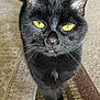 black_cat, cat, yellow_eyes, curious, indoor, pet, fur, whiskers, tail, close_up, animal, mammal, domestic_cat, looking_at_camera, floor, rug, patterned_rug, home, feline, cute