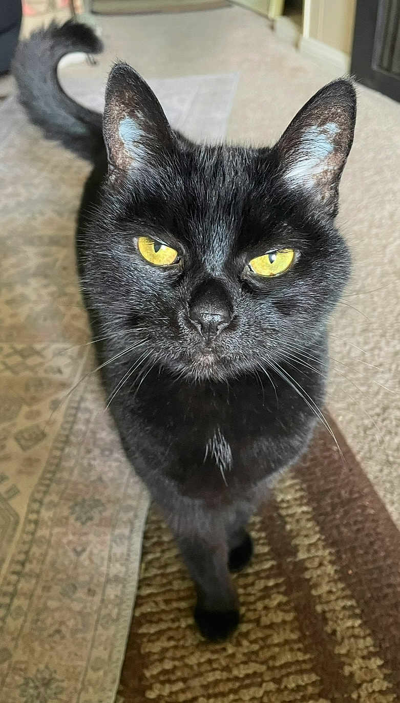 Buhba is registered to the contest to win money with this photo: black_cat, cat, yellow_eyes, curious, indoor, pet, fur, whiskers, tail, close_up, animal, mammal, domestic_cat, looking_at_camera, floor, rug, patterned_rug, home, feline, cute